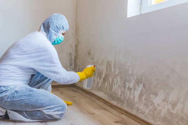 Licensed Mold Remediation service in Teterboro, NJ - 24 Hour Mold Removal
